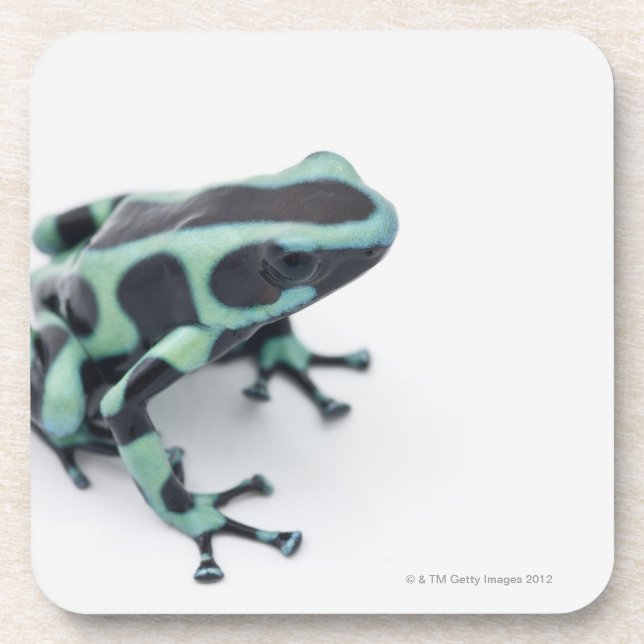 black and green poison dart frog (dendrobates beverage coaster (Front)
