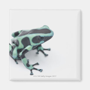 black and green poison dart frog (dendrobates magnet