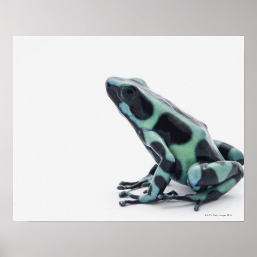 Black and Green Poison Dart Frog Poster