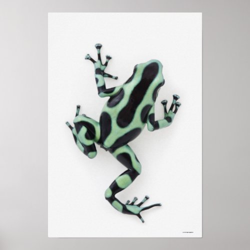 Black and Green Poison Dart Frog Poster