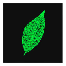 Black and Green Skeleton Leaf line art