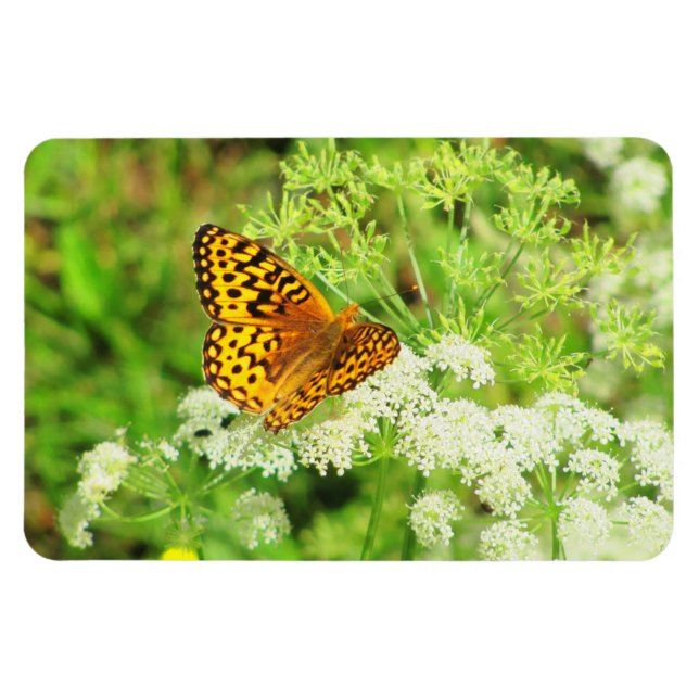 Black and Orange Butterfly on White Flowers Magnet (Horizontal)