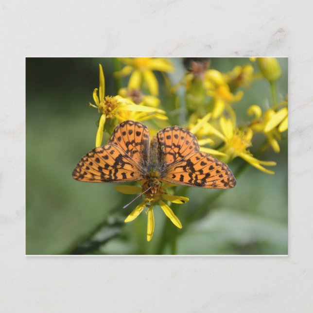 Black and Orange Butterfly on Yellow Flowers Postcard (Front)