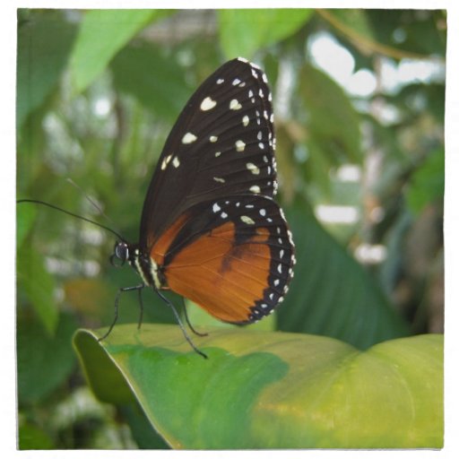 Black and Orange Butterfly with White Spots Napkin | Zazzle