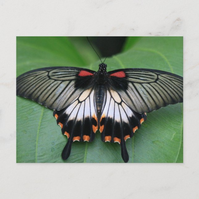 Black and Pink Swallowtail Butterfly Postcard (Front)