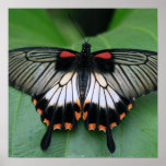 Black and Pink Swallowtail Butterfly Poster