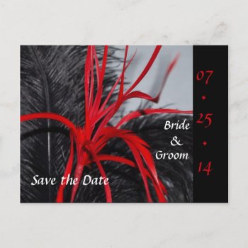 Black And Red Feather Save The Date Postcards by ChristyWyoming at Zazzle
