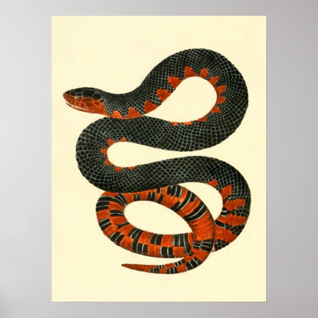 Black and Red Snake Poster (Front)