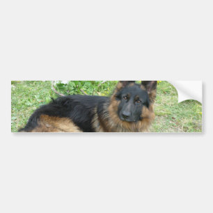 Black and Tan Alsatian Bumper Sticker