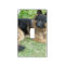 Black and Tan Alsatian