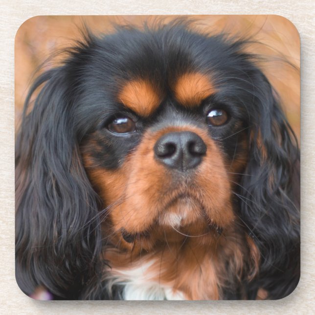 Black and Tan Cavalier King Charles Spaniel Dog Beverage Coaster (Front)