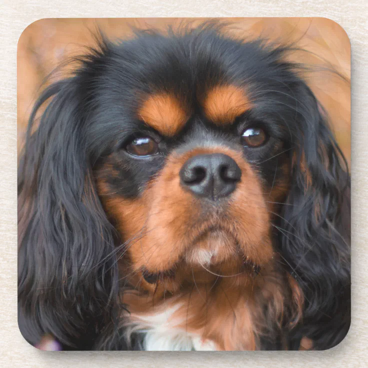 king charles spaniel black and tan