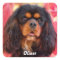 Black and Tan Cavalier King Charles Spaniel Dog