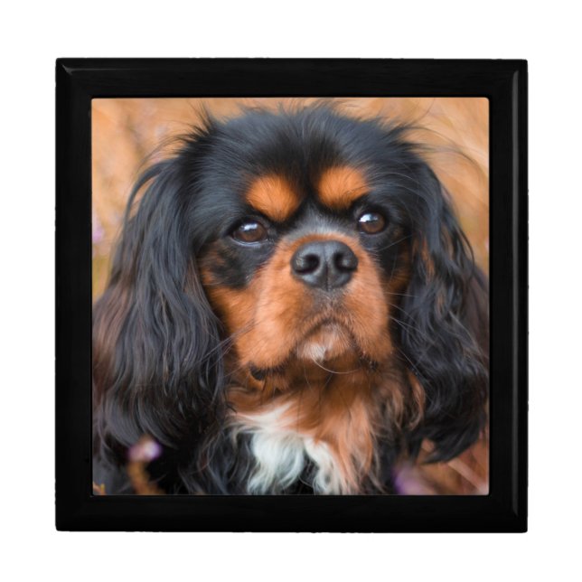 Black and Tan Cavalier King Charles Spaniel Dog Gift Box (Front)