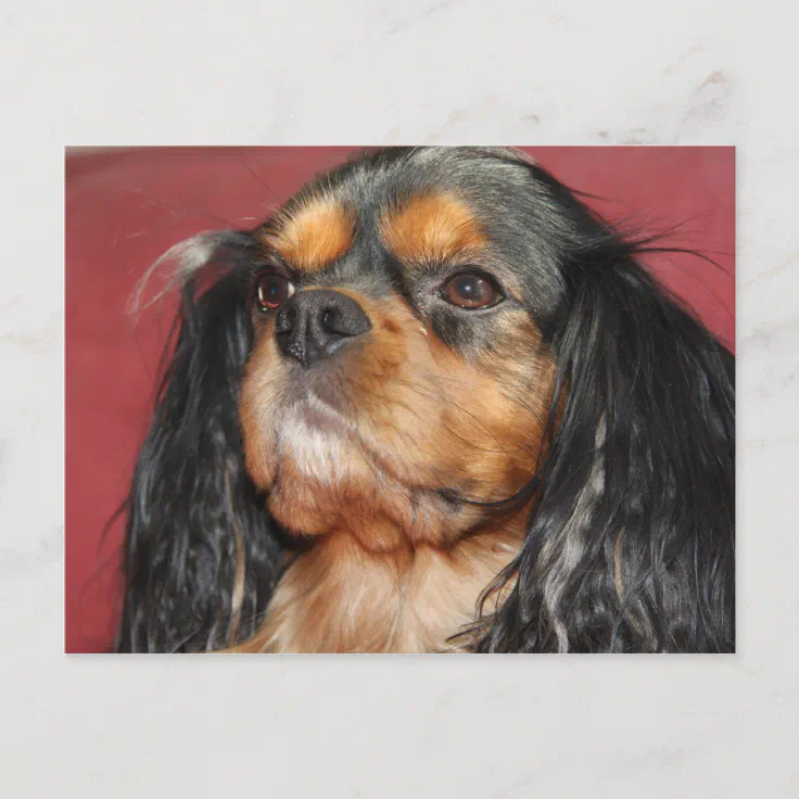 king charles spaniel black and tan