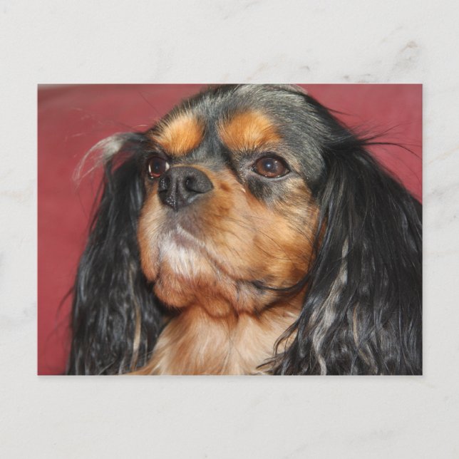 Black And Tan Cavalier King Charles Spaniel Postcard (Front)