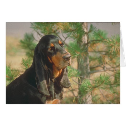 Black and Tan Coonhound Cards (Front Horizontal)