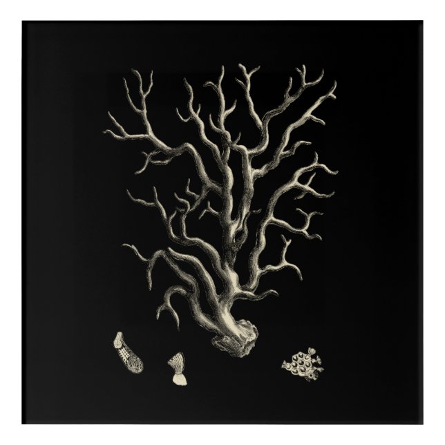 Black and Tan Coral Acrylic Print (Front)