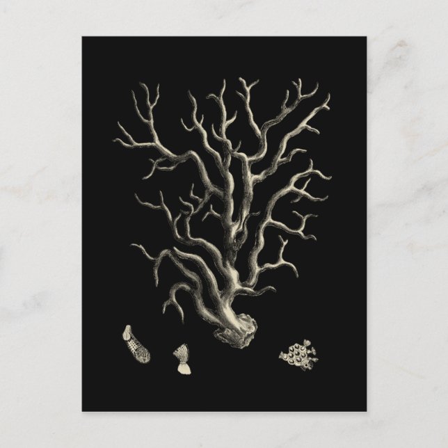 Black and Tan Coral Postcard (Front)