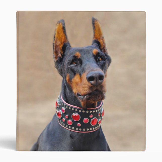 Black and Tan Doberman Pinscher in Jeweled collar 3 Ring Binder (Front)