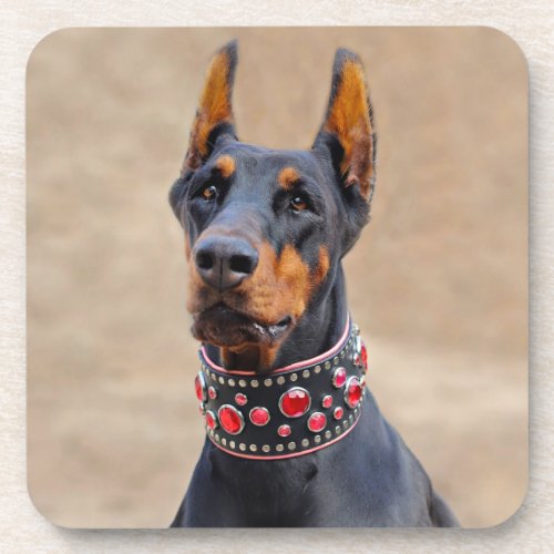 Black and Tan Doberman Pinscher in Jeweled collar Beverage Coaster