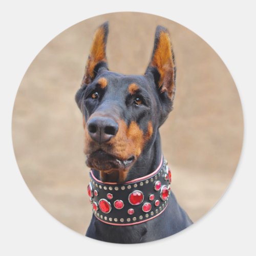 Black and Tan Doberman Pinscher in Jeweled collar Classic Round Sticker