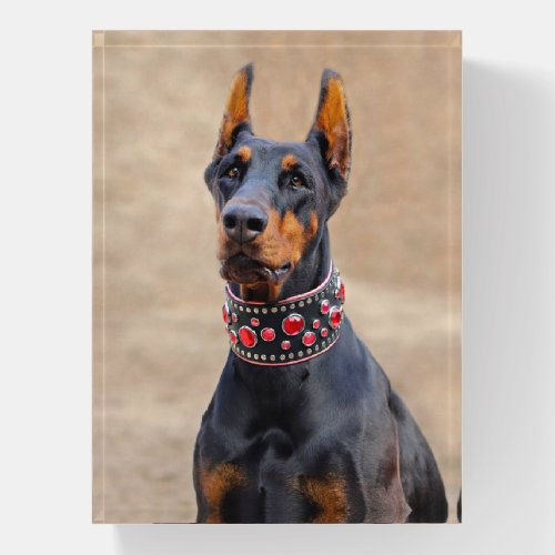 Black and Tan Doberman Pinscher in Jeweled collar Paperweight