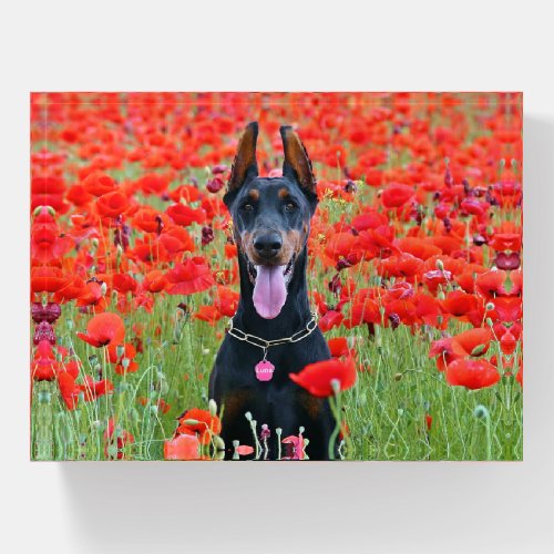 Black and Tan Doberman Pinscher in Red Flowers Paperweight