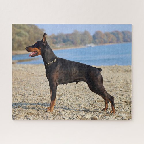 Black and Tan Doberman Pinscher on the shoreline Jigsaw Puzzle