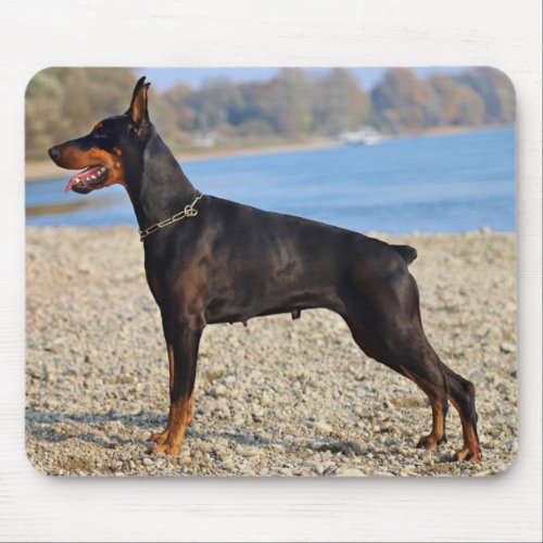 Black and Tan Doberman Pinscher on the shoreline Mouse Pad