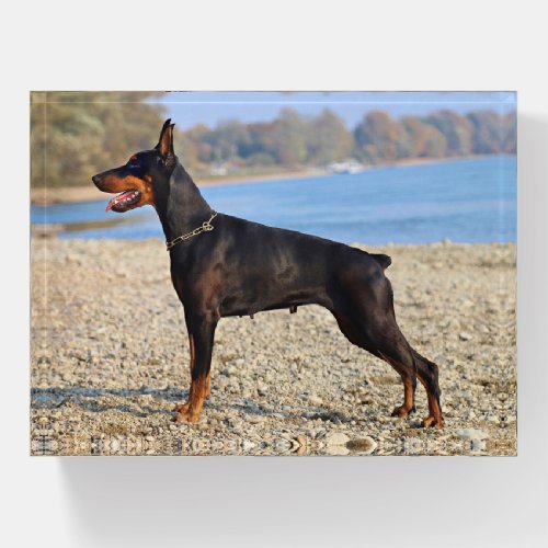 Black and Tan Doberman Pinscher on the shoreline Paperweight