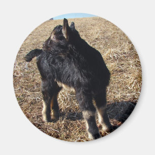 Black and Tan Kid Magnet