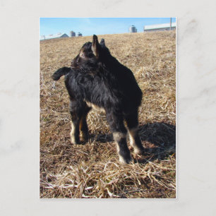 Black and Tan Kid Named Dobie Postcard