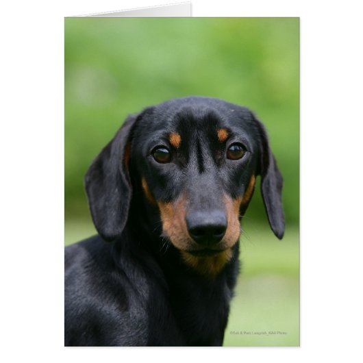 Black and Tan Miniture Dachshund 1 (Front)