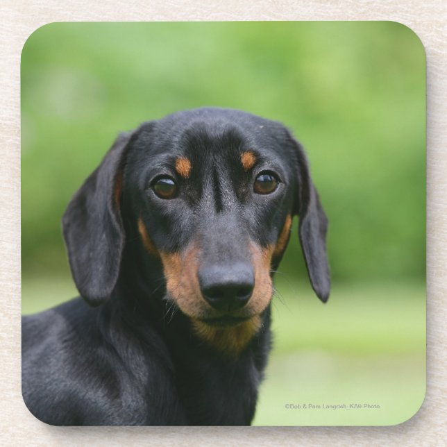 Black and Tan Miniture Dachshund 1 Beverage Coaster (Front)
