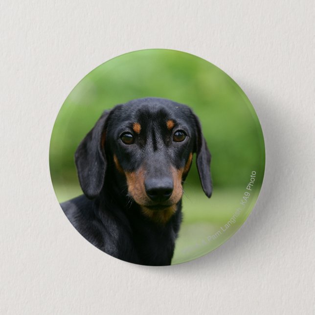 Black and Tan Miniture Dachshund 1 Button (Front)