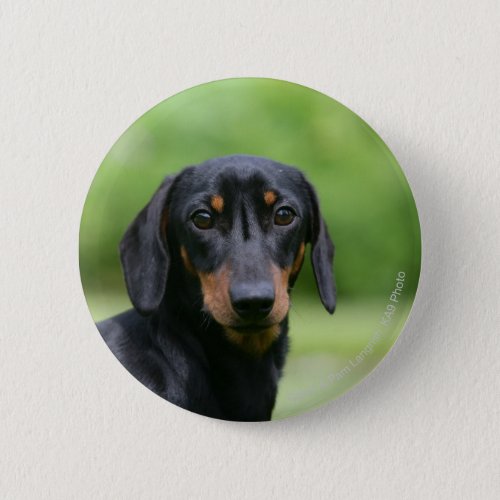 Black and Tan Miniture Dachshund 1 Button