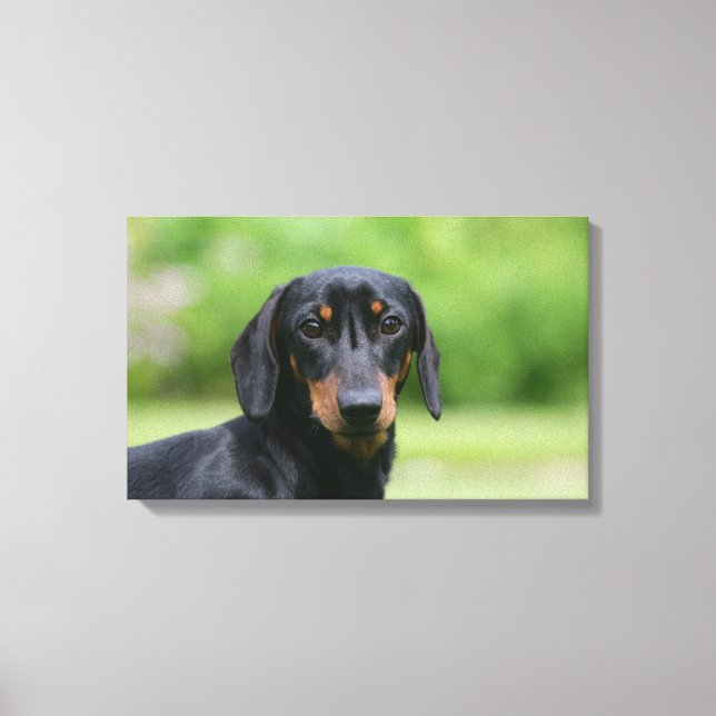 Black and Tan Miniture Dachshund 1 Canvas Print (Front)