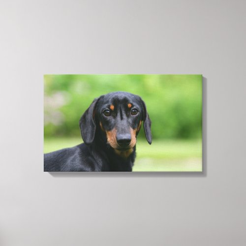 Black and Tan Miniture Dachshund 1 Canvas Print