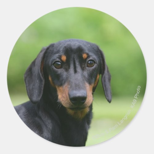 Black and Tan Miniture Dachshund 1 Classic Round Sticker