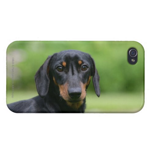 Black and Tan Miniture Dachshund 1 iPhone 44S Case