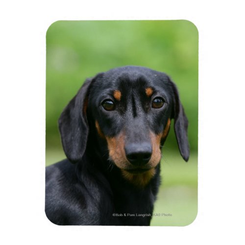 Black and Tan Miniture Dachshund 1 Magnet