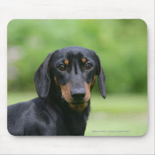 Black and Tan Miniture Dachshund 1 Mouse Pad