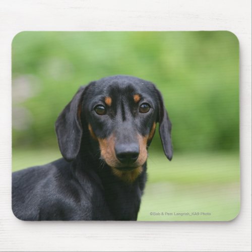 Black and Tan Miniture Dachshund 1 Mouse Pad