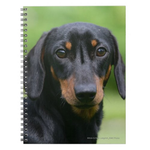 Black and Tan Miniture Dachshund 1 Notebook