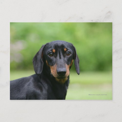 Black and Tan Miniture Dachshund 1 Postcard