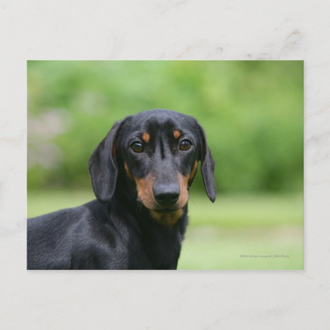 Black and Tan Miniture Dachshund 1 Postcard (Front)