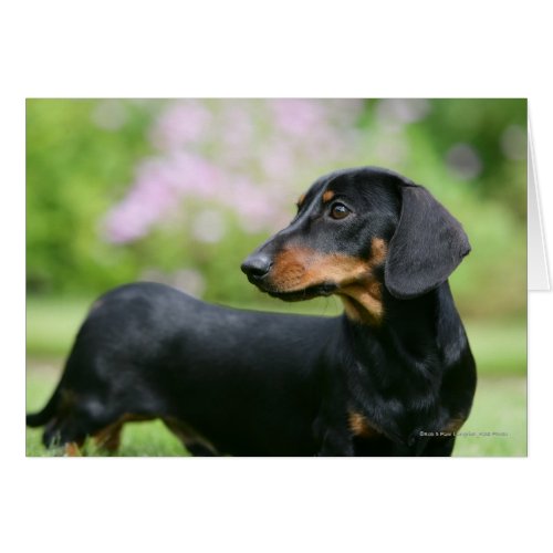 Black and Tan Miniture Dachshund 2