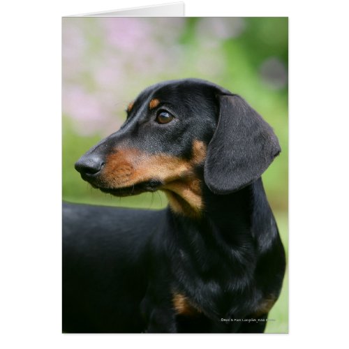 Black and Tan Miniture Dachshund 2