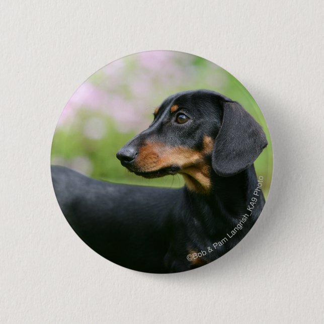 Black and Tan Miniture Dachshund 2 Button (Front)